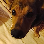 Luna a rejoint le concours — aidez-le/la à gagner de superbes lots ! dog, pet, close_up, indoors, blanket, bed, fur, ears, eyes, animal, canine, resting, lying_down, face, snout, warm_lighting, cozy, brown, black_nose, soft_texture