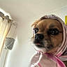 dog, scarf, pink, portrait, indoor, curtains, window, pet, cute, animal, face, closeup, fashion, headwear, cozy, blurry, expression, light, wall, decor