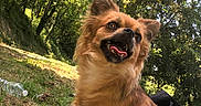 Odette a rejoint le concours — aidez-le/la à gagner de superbes lots ! dog, outdoor, forest, greenery, sunlight, grass, happy, pet, nature, animal, canine, fur, tongue, smiling, daylight, summer, trees, leaves, sitting, playful