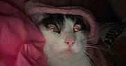 Pastèque participe au concours pour gagner de l'argent avec cette photo : animal, blanket, cat, comfort, cozy, cute, domestic, eyes, face, feline, fur, hidden, indoor, pet, pink, resting, sleepy, soft, warm, whiskers