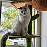cat, blue_eyes, white_fur, cat_tree, cactus_shape, window, natural_light, indoor, pet, feline, curious, perched, tail, ears, whiskers, soft_fur, animal, houseplant_style, background_blur, daylight