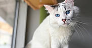 Finn is registered to the contest to win money with this photo: cat, white_cat, blue_eyes, pet, indoor, feline, animal, cute, whiskers, ears, window, cat_tree, curious, sitting, portrait, closeup, domestic_cat, furry, soft_light, houseplant