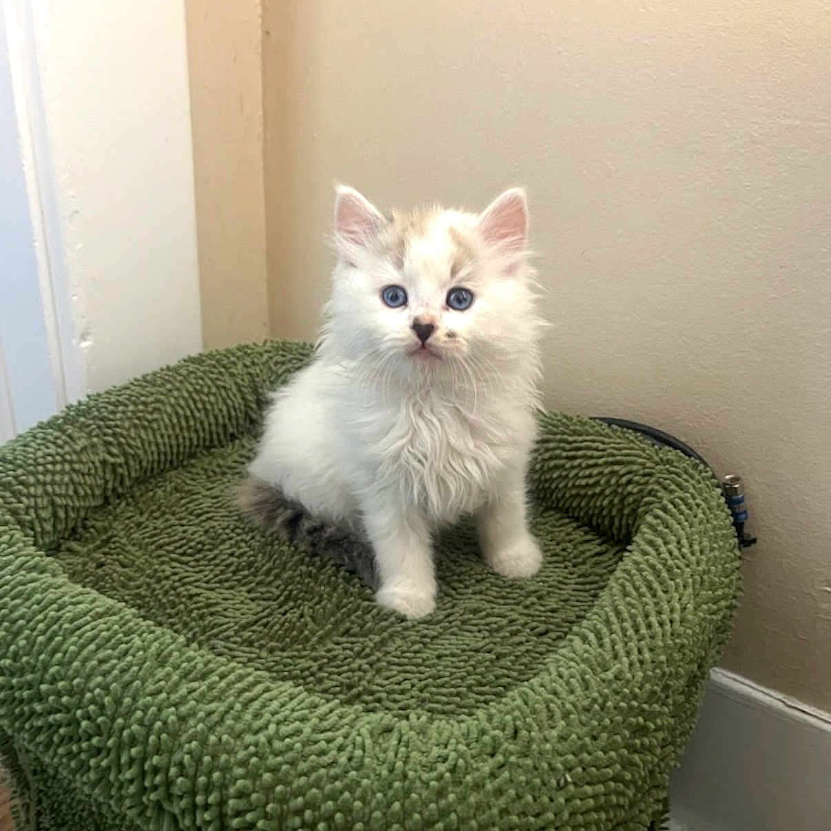 Finn