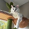 cat, white_cat, blue_eyes, fluffy_fur, cat_tree, cactus_shape, indoor, lounging, pet, feline, window_light, texture, animal, relaxed, cute, home, soft_light, looking_down, whiskers, claws
