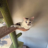 Finn joined the competition — help win amazing prizes! cat, blue_eyes, white_fur, cat_tree, carpeted_perch, indoor, window, natural_light, relaxed, pet, feline, cozy, brown_perch, green_carpet, resting, animal, domestic, whiskers, ears, home