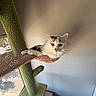 cat, blue_eyes, white_fur, cat_tree, carpeted_perch, indoor, window, natural_light, relaxed, pet, feline, cozy, brown_perch, green_carpet, resting, animal, domestic, whiskers, ears, home