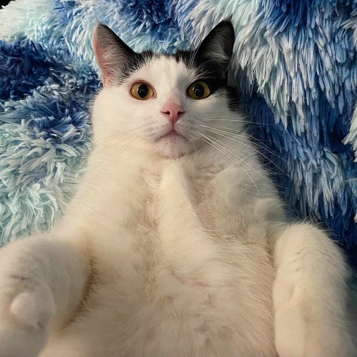 Milo