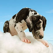 Levi is registered to the contest to win money with this photo: puppy, dog, spotted_dog, cloud, fluffy, sky, blue_sky, outdoor, cute, animal, young_dog, pet, whimsical, surreal, playful, fur, snout, ears, paws, nature