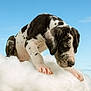 puppy, dog, spotted_dog, cloud, fluffy, sky, blue_sky, outdoor, cute, animal, young_dog, pet, whimsical, surreal, playful, fur, snout, ears, paws, nature