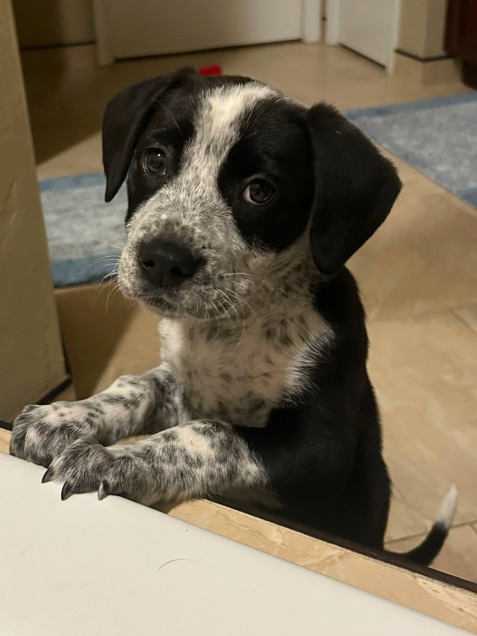 Oreo is registered to the contest to win money with this photo: bored, canidae, carnivore, comfort, companion_dog, dog, dog_breed, flooring, fur, non_sporting_group, snout, sporting_group, terrestrial_animal, whiskers, working_animal