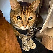 Baby is registered to the contest to win money with this photo: cat, tabby, animal, pet, feline, whiskers, ears, paws, curious, closeup, indoor, cozy, soft, fabric, boot, brown, yellow_eyes, cute, resting, hiding
