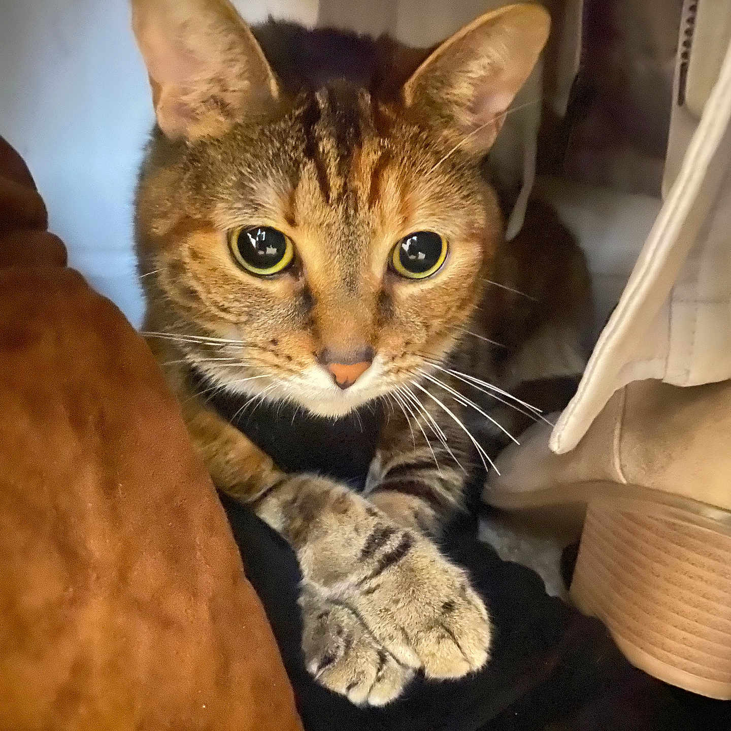 Baby is registered to the contest to win money with this photo: animal, boot, brown, cat, closeup, cozy, curious, cute, ears, fabric, feline, hiding, indoor, paws, pet, resting, soft, tabby, whiskers, yellow_eyes