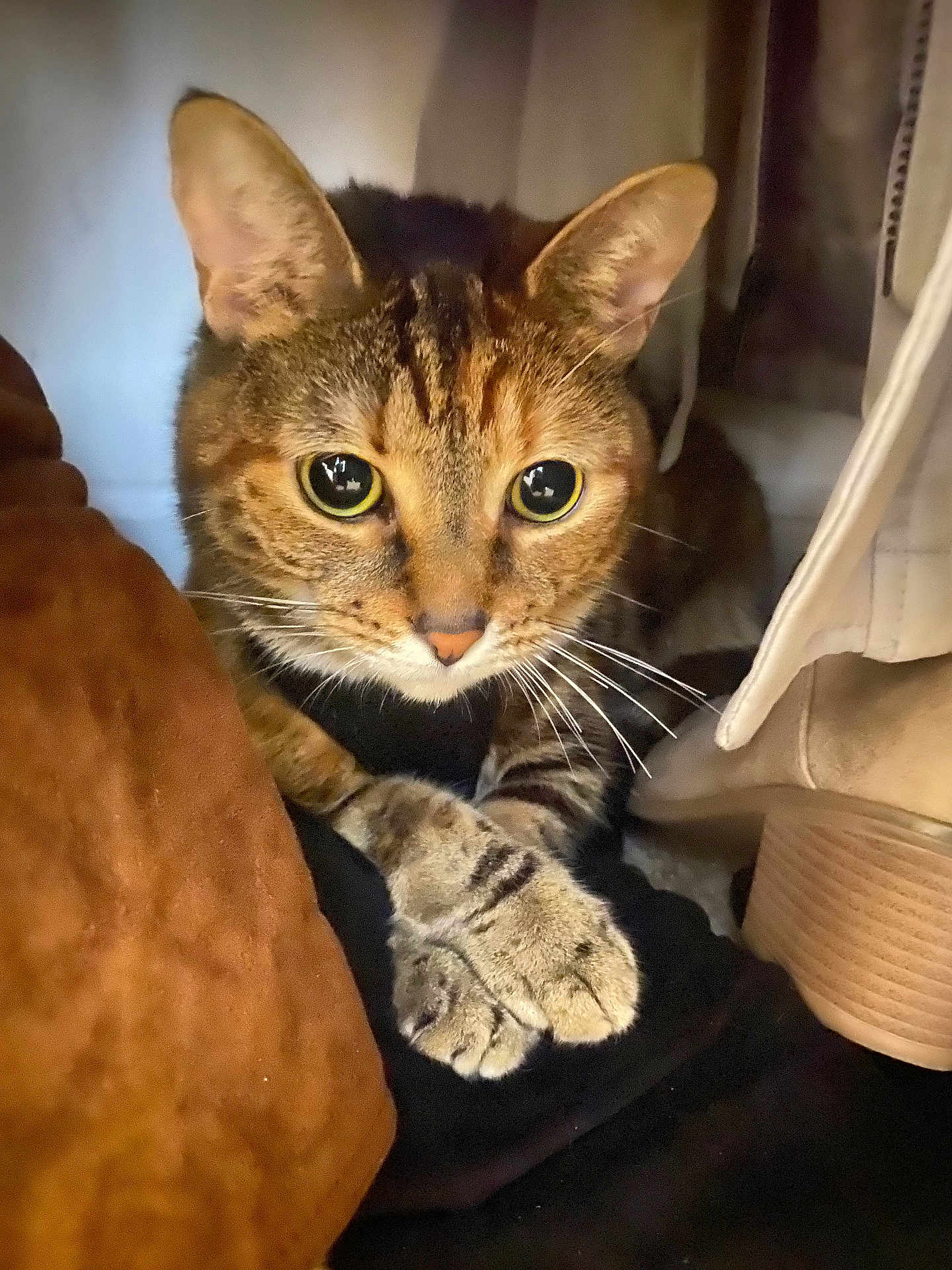 Baby is registered to the contest to win money with this photo: cat, tabby, animal, pet, feline, whiskers, ears, paws, curious, closeup, indoor, cozy, soft, fabric, boot, brown, yellow_eyes, cute, resting, hiding