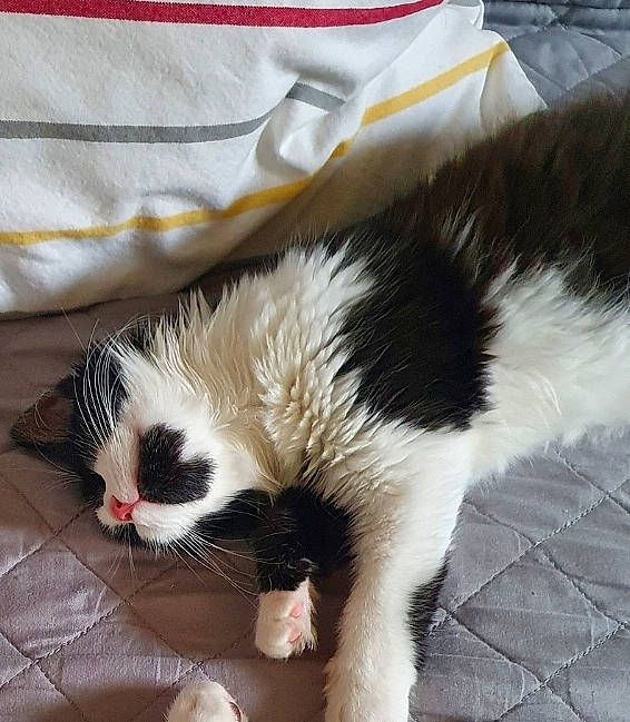 Chouquette a rejoint le concours — aidez-le/la à gagner de superbes lots ! carnivore, cat, claw, comfort, companion_dog, dog_breed, domestic_short_haired_cat, felidae, flooring, foot, fur, human_leg, lap, nap, paw, small_to_medium_sized_cats, snout, tail, terrestrial_animal, whiskers