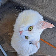 Savannah a rejoint le concours — aidez-le/la à gagner de superbes lots ! animal, cat, closeup, collar, concrete, curious, domestic_cat, feet, feline, fur, green_eyes, leash, looking_up, outdoor, pet, pink_nose, sandal, sidewalk, whiskers, white_cat