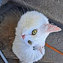 animal, cat, closeup, collar, concrete, curious, domestic_cat, feet, feline, fur, green_eyes, leash, looking_up, outdoor, pet, pink_nose, sandal, sidewalk, whiskers, white_cat