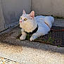 Savannah participe au concours pour gagner de l'argent avec cette photo : animal, cat, closeup, concrete, curious, ears, feline, fluffy, grass, harness, leash, outdoor, paws, pet, resting, sunlight, wall, whiskers, white_cat, yellow_eyes