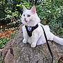 Savannah a rejoint le concours — aidez-le/la à gagner de superbes lots ! adventure, animal, cat, curious, daylight, exploration, feline, fluffy, forest, green_eyes, greenery, harness, leash, nature, outdoor, pet, rock, sitting, white_cat, wildlife
