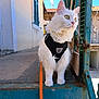 adventure, alert, animal, blue_sky, cat, close_up, curious, daylight, feline, green_eyes, harness, leash, metal, outdoor, pet, rustic, side_view, standing, urban, white_cat