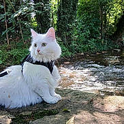 Savannah a rejoint le concours — aidez-le/la à gagner de superbes lots ! cat, white_cat, fluffy, harness, leash, outdoor, nature, stream, water, forest, greenery, stone, animal, pet, feline, sunlight, leaf, riverbank, wildlife, curious