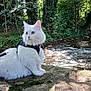 cat, white_cat, fluffy, harness, leash, outdoor, nature, stream, water, forest, greenery, stone, animal, pet, feline, sunlight, leaf, riverbank, wildlife, curious