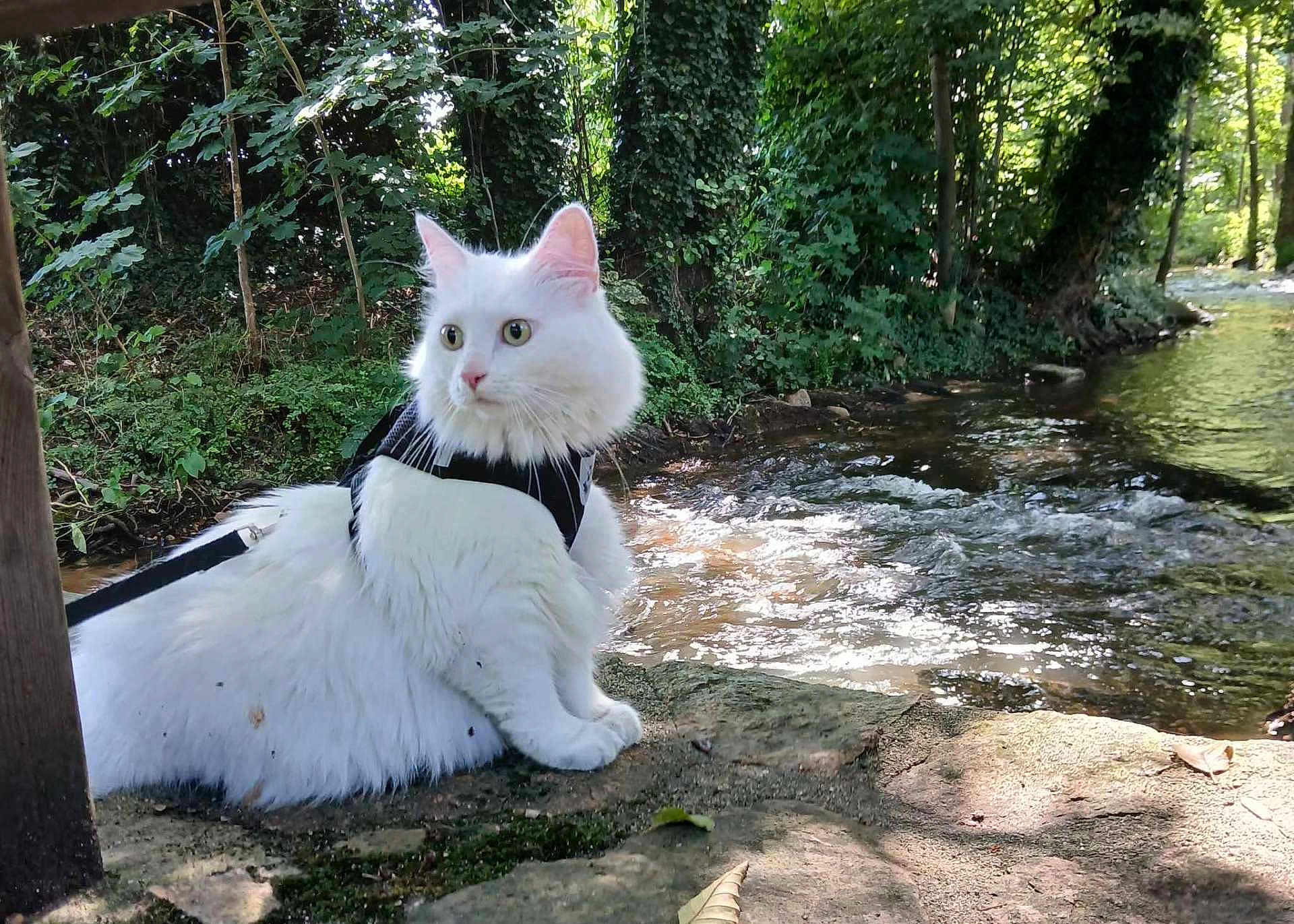 Savannah a rejoint le concours — aidez-le/la à gagner de superbes lots ! cat, white_cat, fluffy, harness, leash, outdoor, nature, stream, water, forest, greenery, stone, animal, pet, feline, sunlight, leaf, riverbank, wildlife, curious