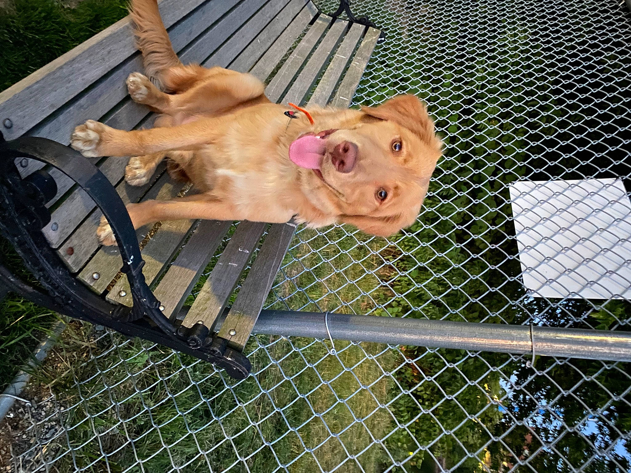 Scout joined the competition — help win amazing prizes! canidae, carnivore, chain_link_fencing, companion_dog, dog, dog_breed, dog_supply, fawn, fence, grass, mesh, metal, outdoor_furniture, pet_supply, snout, sporting_group, tail, wire_fencing, wood, working_animal