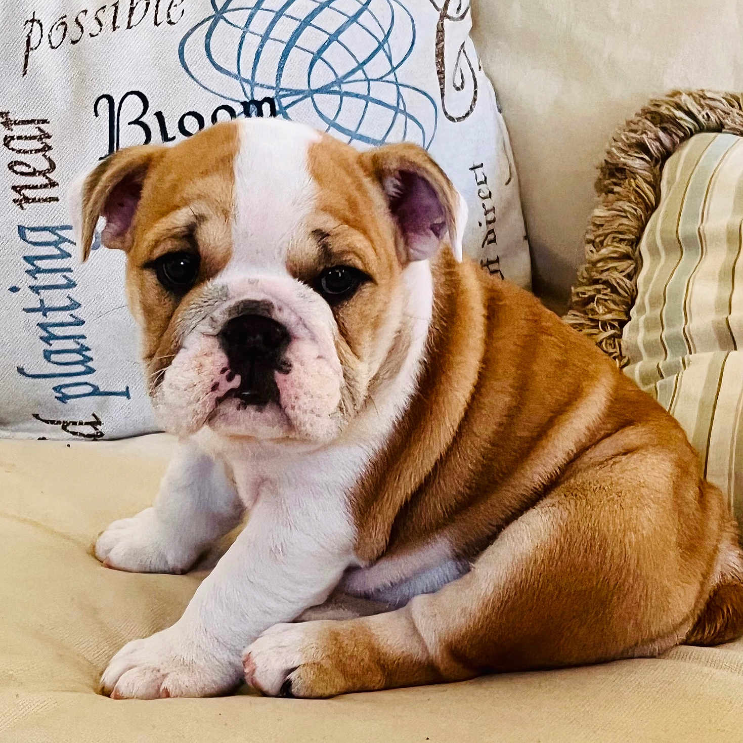 Gracie joined the competition — help win amazing prizes! animal, boxer, bulldog, canine, dog, dogbed, face, frenchbulldog, head, person, pet, pitbull, puppy