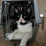 Luigi participe au concours pour gagner de l'argent avec cette photo : animal, black_and_white, cat, curious, domestic, ears, eyes, feline, fur, home, indoor, looking, nose, paw, pet, pet_carrier, relaxed, resting, table, whiskers