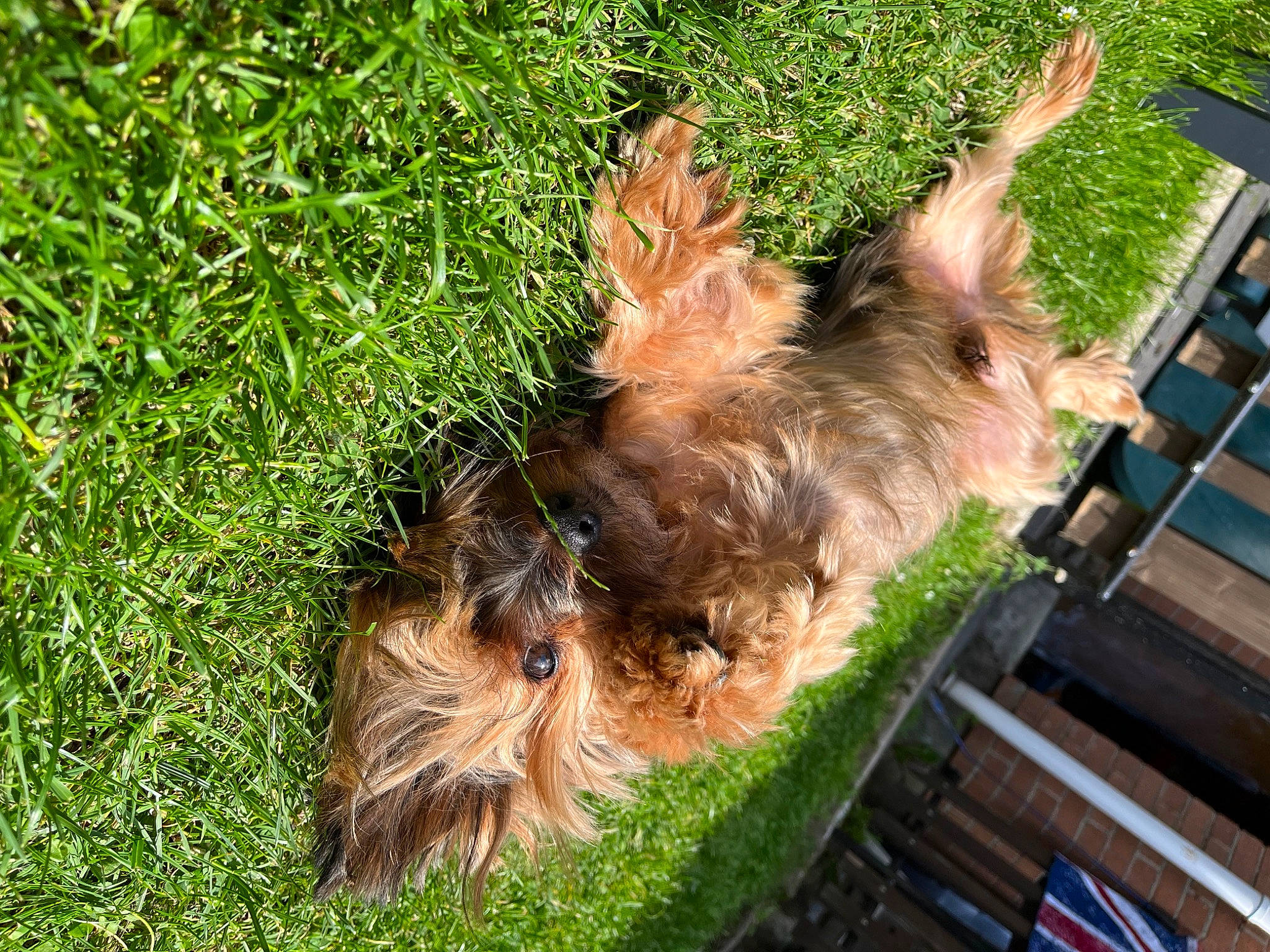 Haico participe au concours pour gagner de l'argent avec cette photo : canidae, carnivore, companion_dog, dog, dog_breed, fawn, fur, grass, grass_family, liver, plant, small_terrier, sporting_group, tail, terrier, toy_dog, water_dog, working_animal, yorkipoo, yorkshire_terrier