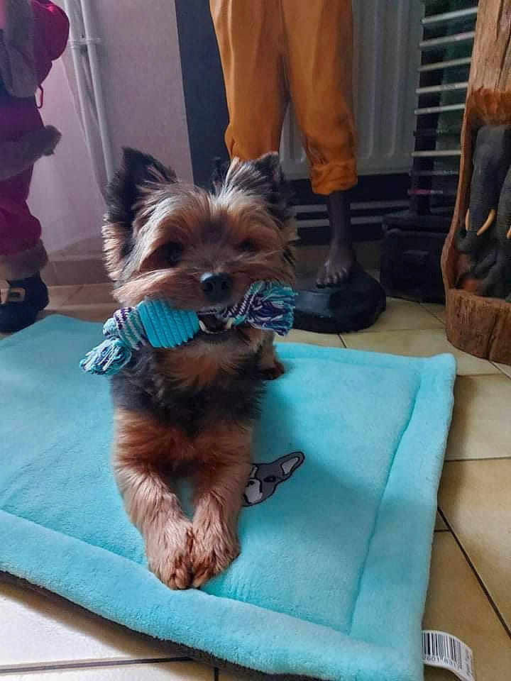 Haico participe au concours pour gagner de l'argent avec cette photo : carnivore, chair, companion_dog, dog, dog_breed, dog_clothes, dog_supply, fashion_accessory, fawn, fur, leash, liver, pomeranian, small_terrier, snout, tail, terrier, toy_dog, working_animal, yorkipoo