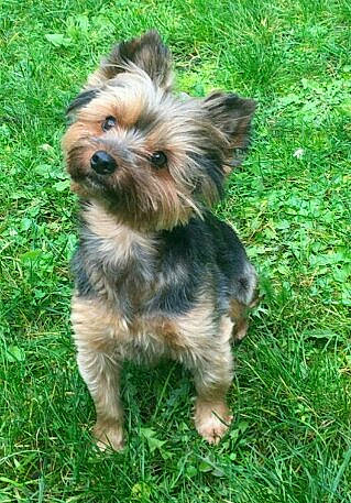 Haico a rejoint le concours — aidez-le/la à gagner de superbes lots ! biewer_terrier, carnivore, companion_dog, dog, dog_breed, dog_supply, fawn, grass, groundcover, liver, plant, small_terrier, sporting_group, terrestrial_animal, terrier, toy_dog, working_animal, yorkipoo, yorkshire_terrier