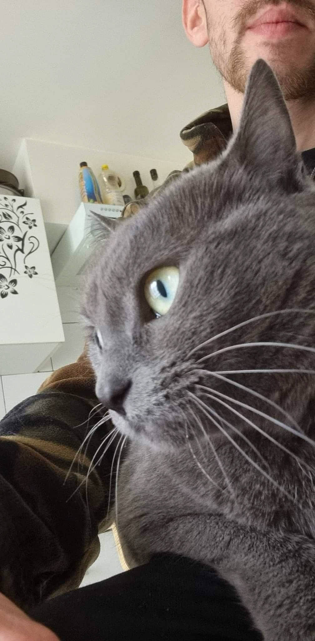Kaya