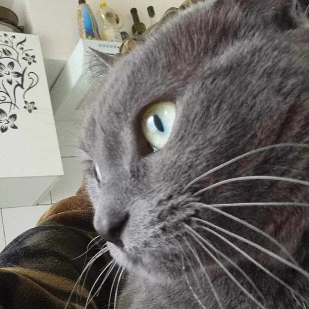 Kaya