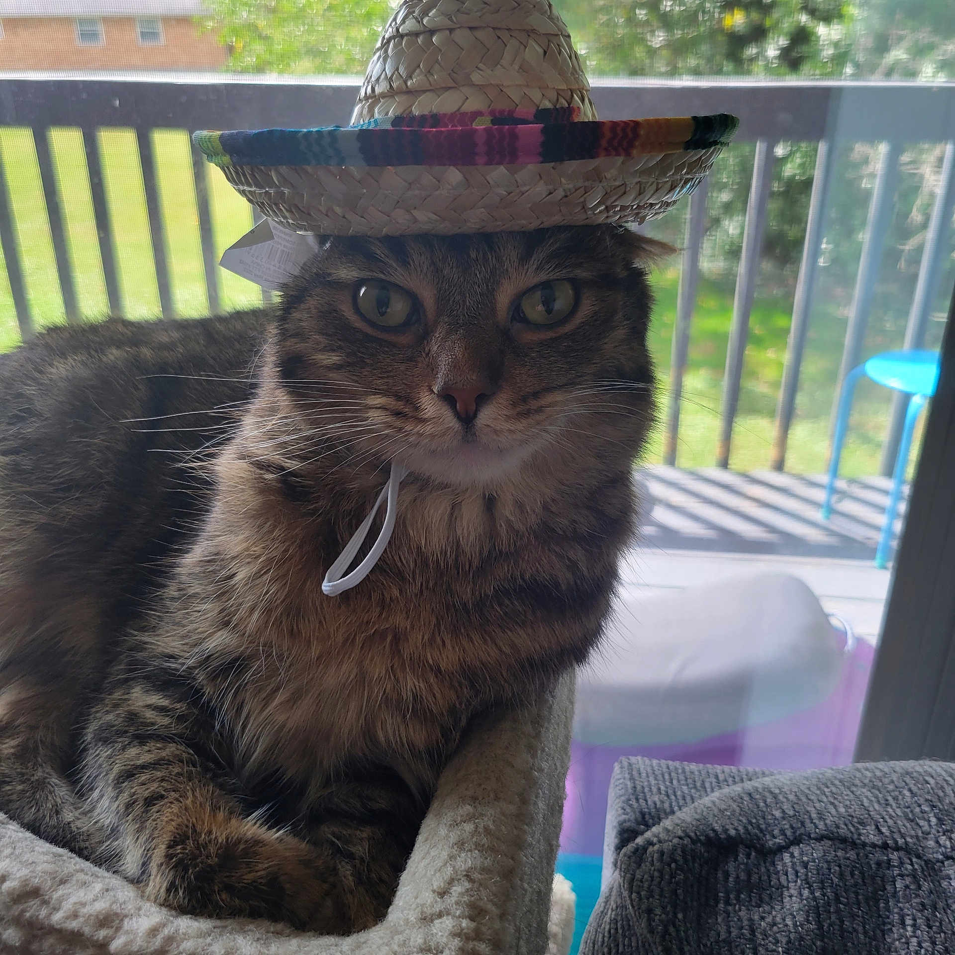 Gizmo