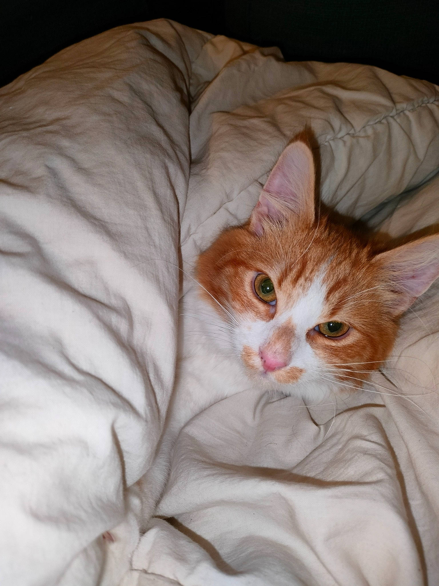 Tigrou participe au concours pour gagner de l'argent avec cette photo : bed, bedding, blanket, carnivore, cat, comfort, domestic_short_haired_cat, duvet, fawn, felidae, fur, iris, linens, peach, small_to_medium_sized_cats, snout, tail, textile, whiskers, wood