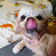 Portia joined the competition — help win amazing prizes! animal, blanket, cartoon_print, close_up, collar, companion, cozy, cream_colored, cute, dog, domestic, fluffy, friendly, fur, indoor, paw, pet, playful, small_dog, tongue_out