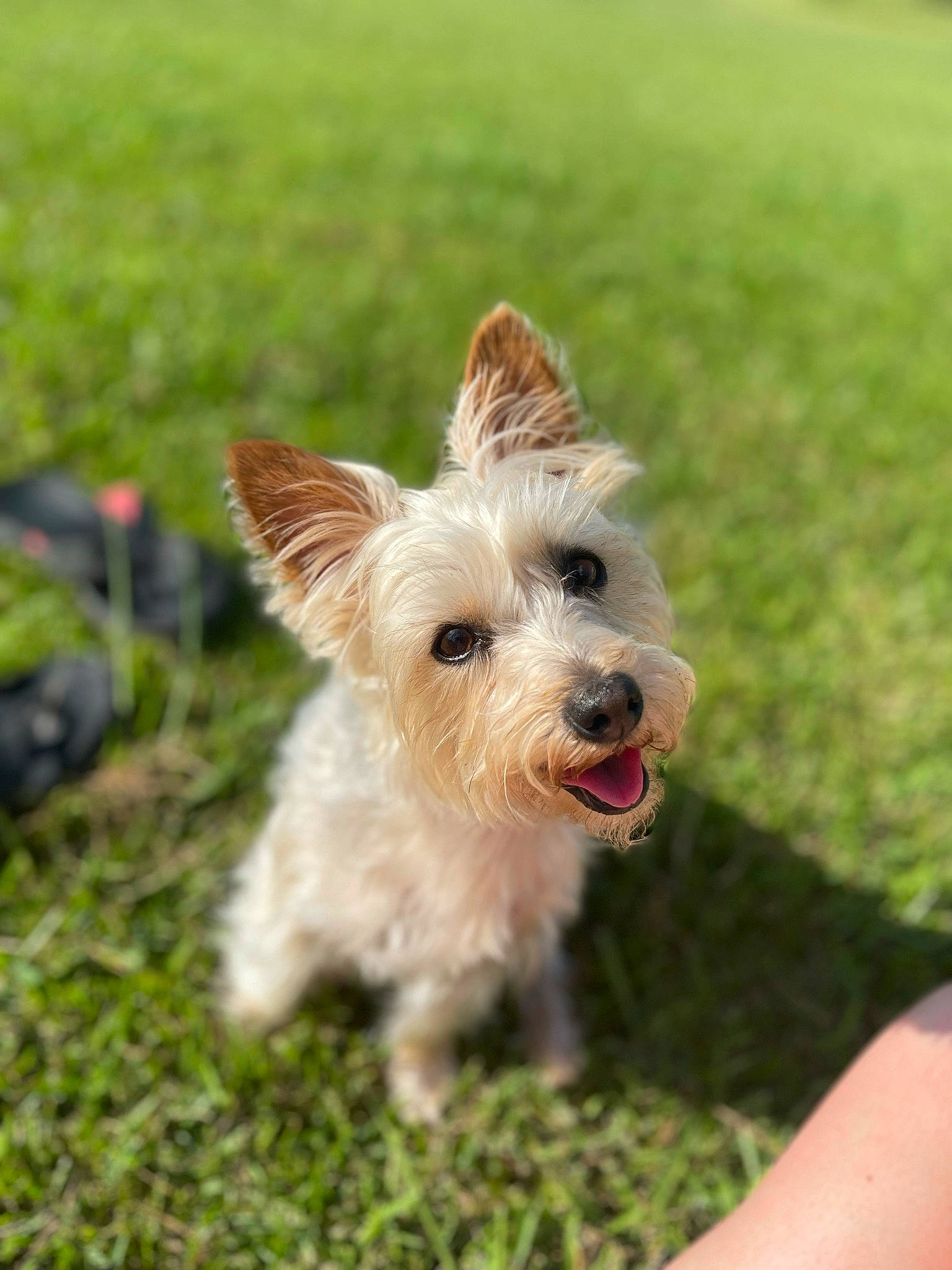 Nala is registered to the contest to win money with this photo: australian_terrier, biewer_terrier, canidae, carnivore, collar, companion_dog, dog, dog_breed, dog_collar, dog_supply, fawn, grass, luggage_and_bags, small_terrier, snout, sporting_group, terrier, toy_dog, working_animal, yorkshire_terrier