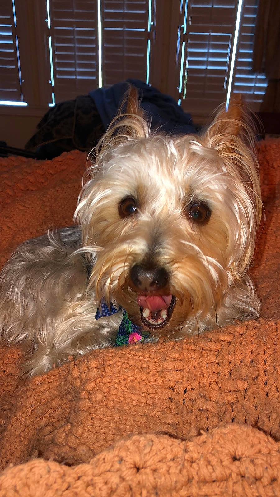 Nala joined the competition — help win amazing prizes! australian_silky_terrier, australian_terrier, canidae, carnivore, cockapoo, companion_dog, dog, dog_breed, fawn, flooring, fur, liver, small_terrier, snout, sporting_group, terrier, toy_dog, wood, working_animal, yorkipoo