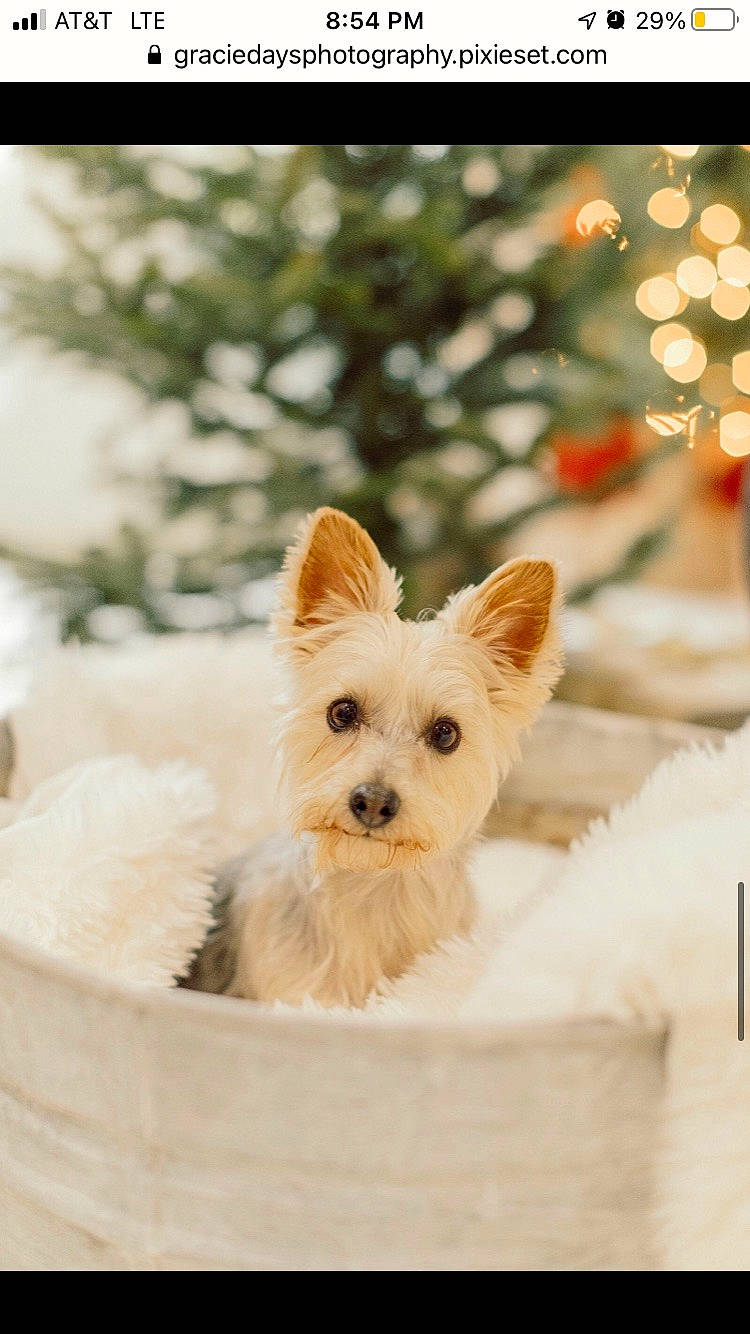 Nala is registered to the contest to win money with this photo: canidae, carnivore, companion_dog, corgi_chihuahua, dog, dog_breed, dog_supply, event, fawn, fur, happy, small_terrier, snout, sporting_group, tail, terrestrial_animal, toy_dog, tree, whiskers, yorkshire_terrier