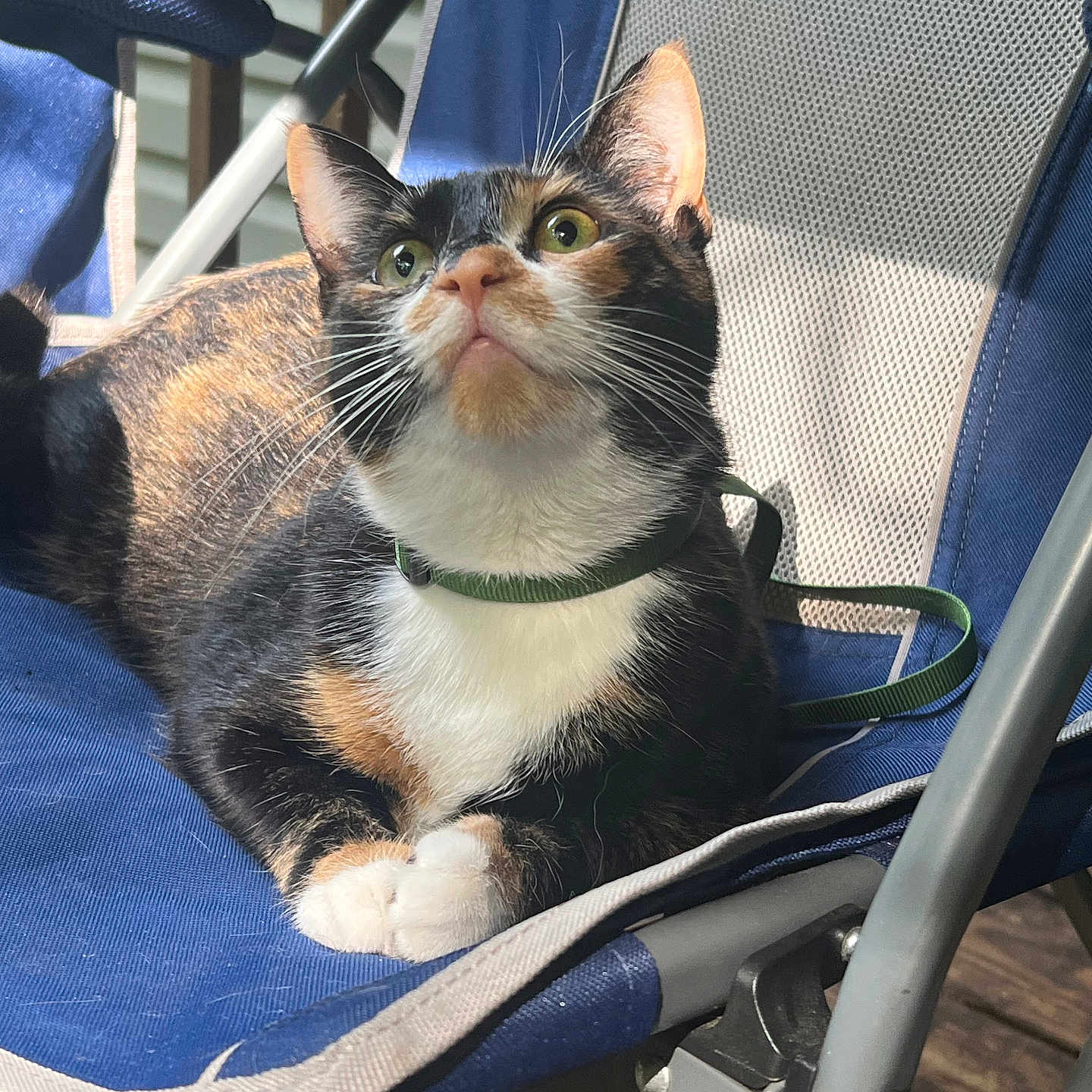 Maple is registered to the contest to win money with this photo: cat, calico_cat, pet, animal, feline, green_eyes, whiskers, collar, leash, sitting, lounging, folding_chair, blue_chair, outdoor, patio, deck, wood_floor, sunlight, portrait, crossed_paws
