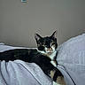 Maple is registered to the contest to win money with this photo: cat, calico_cat, pet, animal, feline, whiskers, green_eyes, paws, black_fur, white_fur, orange_fur, lying_down, bed, blanket, bedroom, indoor, portrait, relaxed, close_up, wall