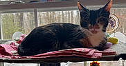 Maple is registered to the contest to win money with this photo: cat, black_and_white_cat, pet, animal, feline, portrait, sitting, lying_down, indoors, windowsill, window, daylight, blanket, plush_toys, stuffed_animals, sunflower, home_decor, shelves, coffee_sign, cozy