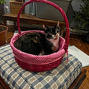 Maple is registered to the contest to win money with this photo: cat, calico_cat, pet, animal, basket, pink_basket, indoors, home, cushion, checkered_pattern, sitting, portrait, wide_eyes, whiskers, fur, black_fur, white_fur, orange_fur, houseplant, christmas_tree