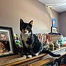 Maple joined the competition — help win amazing prizes! cat, tuxedo_cat, pet, animal, sitting, portrait, indoors, home, dresser, wooden_furniture, photograph, picture_frame, toys, figurines, books, bottles, basket, cluttered_room, whiskers, tail