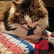 Piper is registered to the contest to win money with this photo: cat, kitten, animal, pet, fluffy, tricolor, white_fur, brown_fur, black_fur, whiskers, ears, paws, sleepy, resting, curled_up, cozy, crocheted_blanket, colorful, indoor, close_up