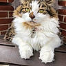 cat, fluffy, long_hair, calico, white_fur, brown_fur, green_eyes, whiskers, ears, paws, collar, tag, portrait, close_up, sitting, outdoor, brick_wall, chair, bench, pet