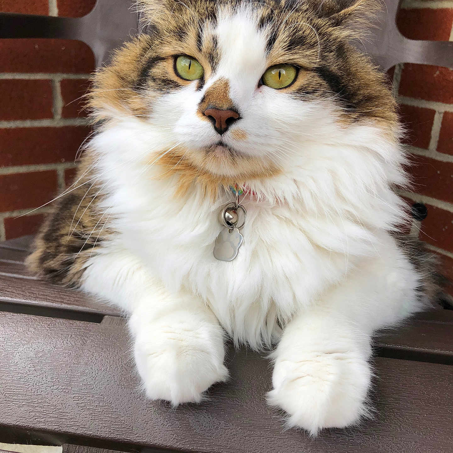 Piper is registered to the contest to win money with this photo: cat, fluffy, long_hair, calico, white_fur, brown_fur, green_eyes, whiskers, ears, paws, collar, tag, portrait, close_up, sitting, outdoor, brick_wall, chair, bench, pet