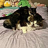 Piper joined the competition — help win amazing prizes! cat, cats, feline, pet, black_cat, calico_cat, fluffy, long_hair, sleeping, cuddling, bed, bedroom, blanket, stuffed_animals, plush_toys, indoors, cozy, cute, animal_portrait, snuggling