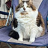 cat, fluffy_cat, long_hair, white_fur, brown_fur, green_eyes, pet, animal, sitting, chair, folding_chair, outdoor, patio, wooden_deck, portrait, close_up, whiskers, ears, serious_expression, fur
